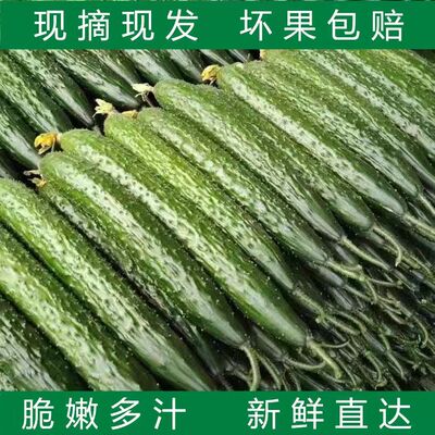 【现摘现发】山东新鲜黄瓜带刺黄瓜生吃清脆爽口绿黄瓜青瓜1-5斤