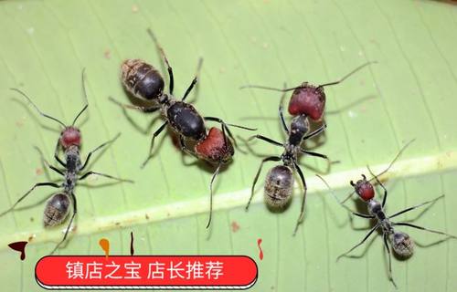 蚁神蚁鬼红头弓背蚁西双版纳野采