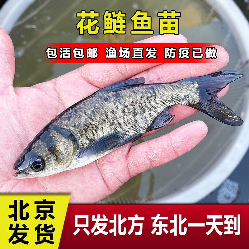 花鲢苗 花莲苗 花鲢鱼苗 黑花花鲢苗 胖头鱼苗  量大优惠送货上门