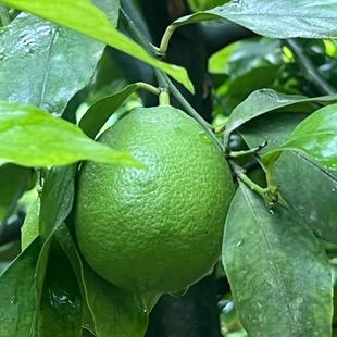 安岳青柠檬 自家果园 新鲜现摘 产地直发 不打蜡 不浸保鲜剂 包邮