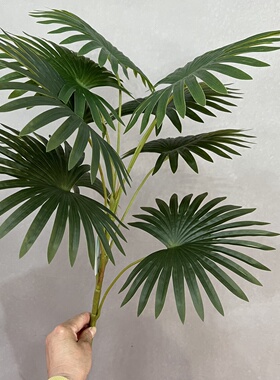仿真60厘米扇葵竺葵芭蕉叶