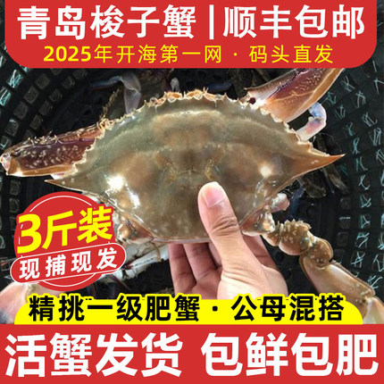 【保鲜不保活】青岛梭子蟹3斤特大野生新鲜海蟹飞蟹白蟹螃蟹顺丰