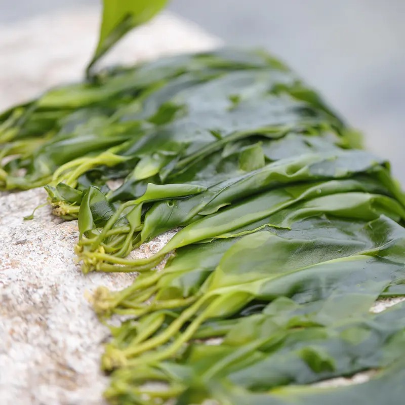 福建霞浦海带嫩芽鲜嫩爽口营养丰富3斤装