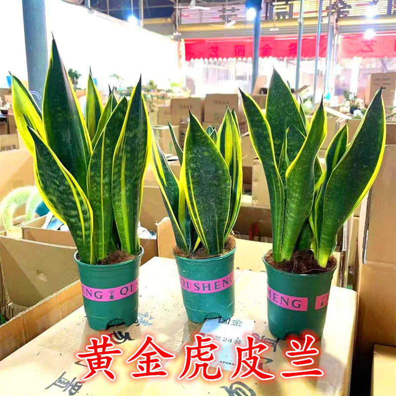 黄金虎皮兰带盆栽好净化空气客厅