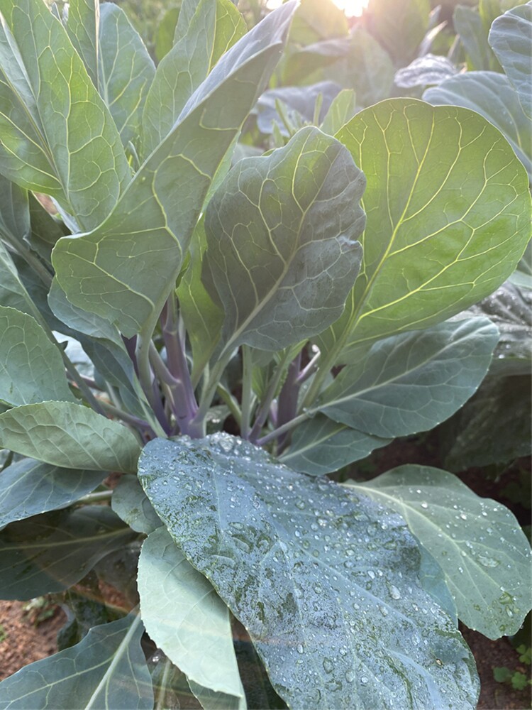 揭西棉湖红脚芥兰 新鲜本地芥蓝现摘小棵带花苞 大棚寮紫色蔬菜