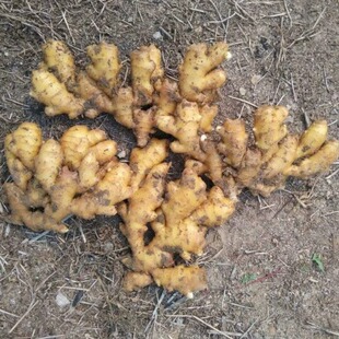 都江堰农家菜园 自种自吃带泥生姜老姜小黄姜非子姜紫姜 四件包邮