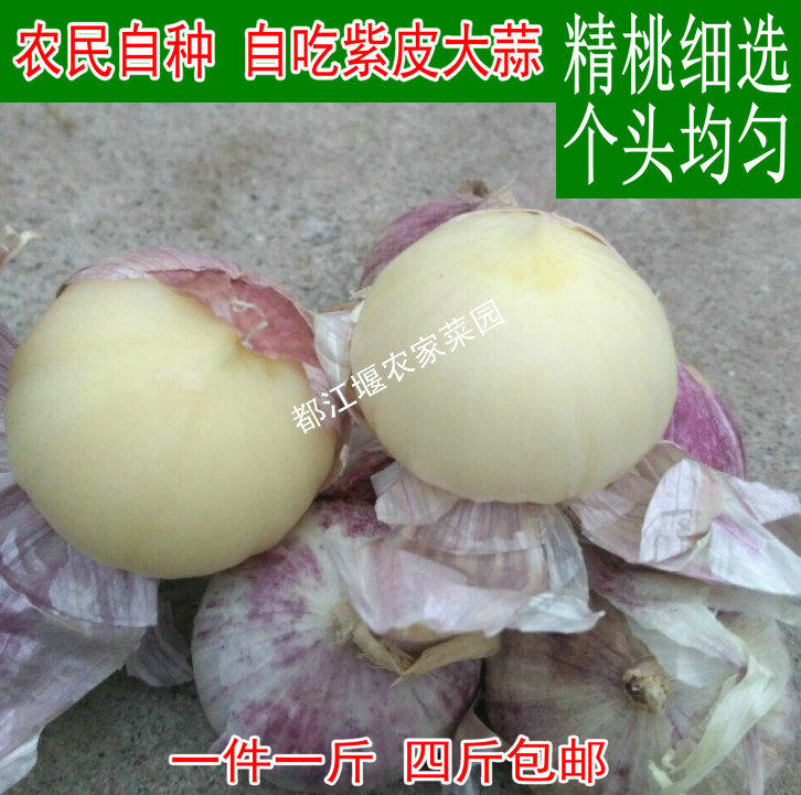 四川本地农家自产自销紫皮大蒜独蒜川菜调料富硒独头大蒜一份一斤