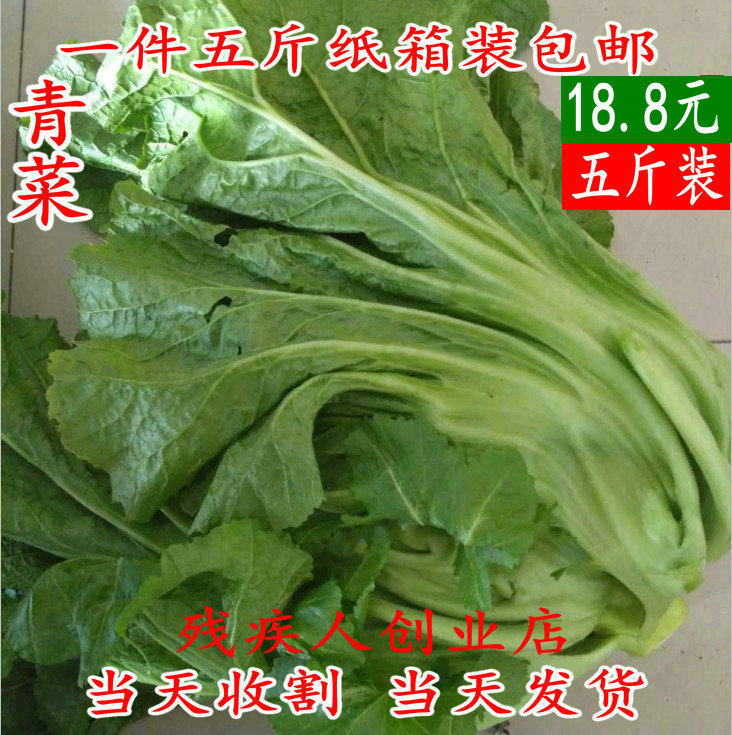 都江堰农家菜园新鲜蔬菜芥菜大叶青菜泡酸菜鱼宽邦青菜 5斤装包邮,水产肉类/新鲜蔬果/熟食,其它,淘宝优惠券,粉丝福利购,淘宝优惠卷