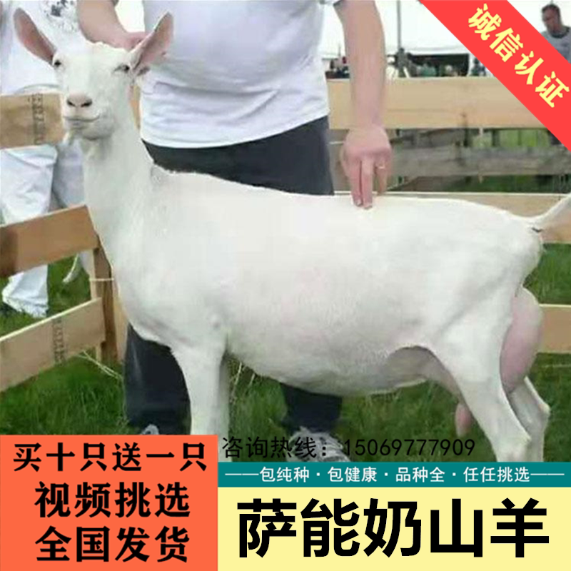 萨能奶山羊日产奶8-12斤活羊小羊羔成年怀孕母羊喝奶养殖技术