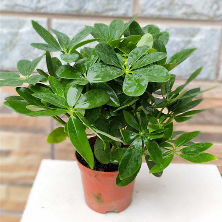 摇钱树植物盆栽室内鸭脚木吸甲醛净化二手烟花卉绿植鸭掌木