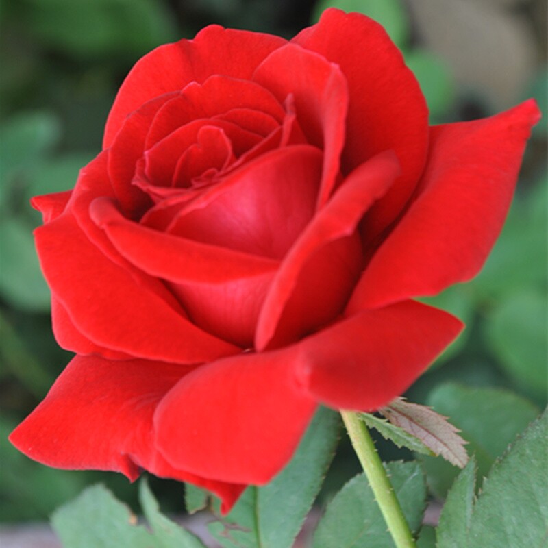 经典切花月季苗 梅朗口红 纯红色玫瑰花型四季开花大花浓香不垂头