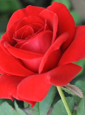 经典切花月季苗 梅朗口红 纯红色玫瑰花型大花浓香不垂头