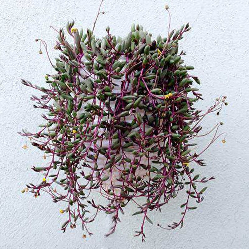 紫玄月吊兰盆栽花卉办公室绿植珍珠紫弦月吊兰藤蔓多肉植物