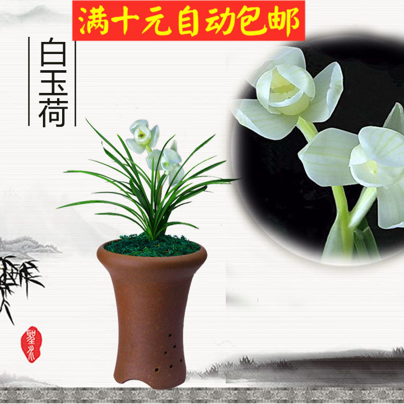 浓香兰花白玉荷春兰建兰四季兰矮种兰花室内客厅绿植盆栽花卉包邮