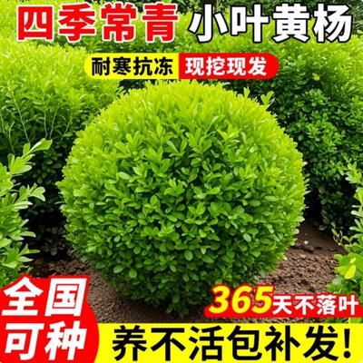 小叶黄杨特大号树苗瓜子球