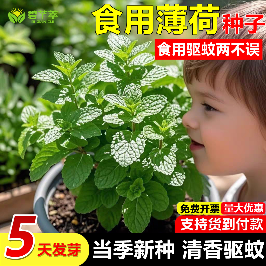 可食用薄荷种子留兰香柠檬苗猫薄荷四季播种室内阳台盆栽花种籽子