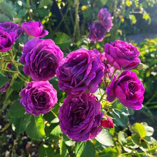 比利时 密涅瓦月季花苗特大花浓香紫色玫瑰阳台多季盆栽花卉