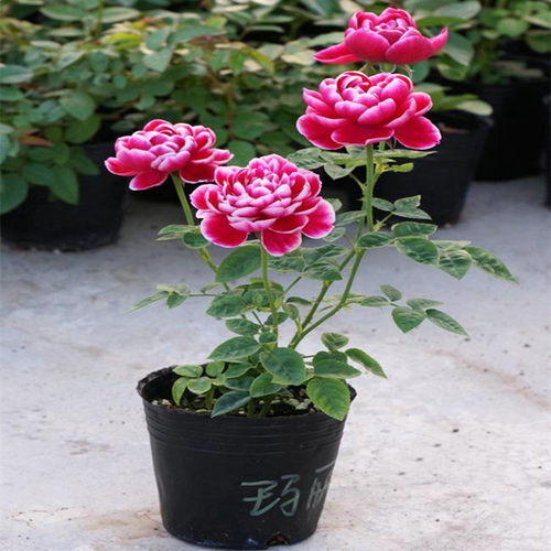 浓香玛丽玫瑰月季扦插小苗