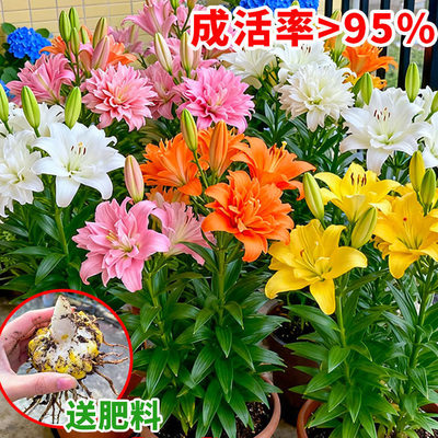 进口香水百合重瓣带芽耐寒多头