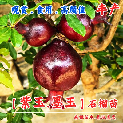 耐寒观赏紫玉石榴树苗盆栽