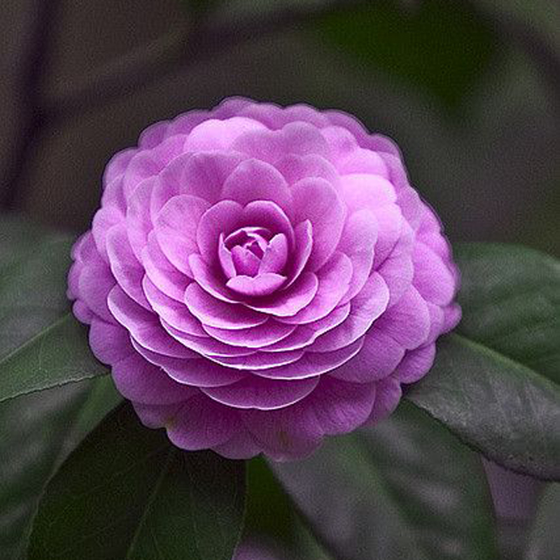 茶花苗带花苞四季山茶花树苗盆栽阳台客厅花卉五色赤丹十八学士