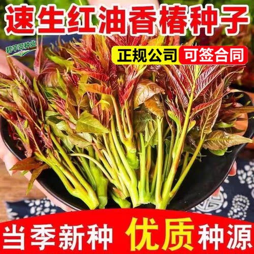 速生红油香椿种子四季播阳台