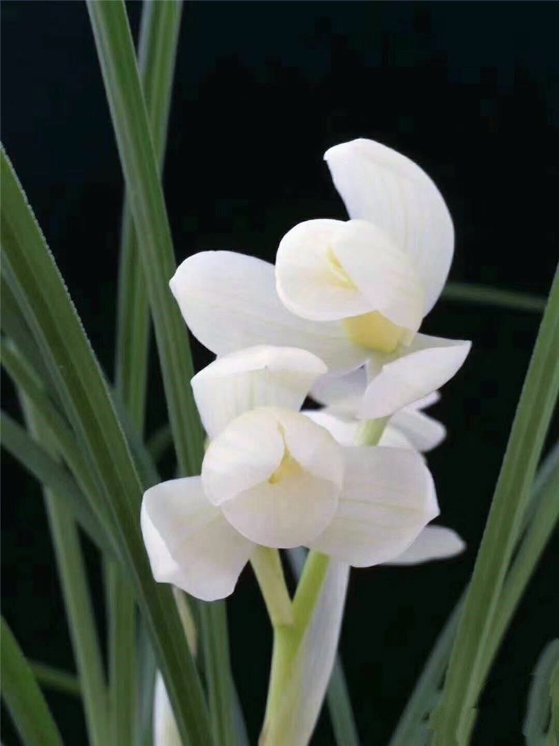 包邮当年开花云南名品兰花苗  莲瓣兰【永怀素】浓香阳台庭院绿植