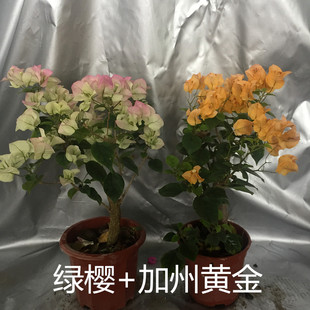 盆栽地栽三角梅叶子花绿樱 加州黄金 白雪公主红樱三角梅爬藤植物