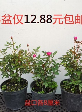 姬月季日本乙女四开花迷你