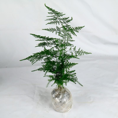 文竹盆栽绿植花卉景物室内