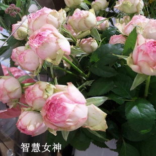 丰花微月季微型微型密涅瓦\智慧女神小月季四季多头阳台盆栽勤花