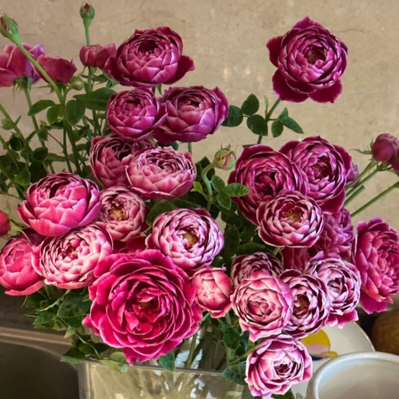 日本玛丽月季花苗盆栽阳台露台庭院特大花浓香玫瑰四季开花卉植物