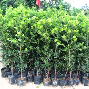 日本罗汉松树苗庭院阳台室内花卉盆栽绿植可做盆景树桩四季常青花