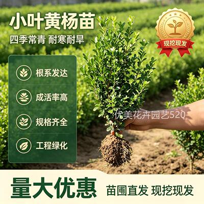 瓜子黄杨树苗庭院别墅绿篱