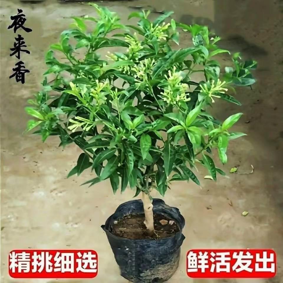 夜来香盆栽浓型花卉树苗夏图片