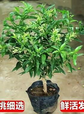 夜来香盆栽浓型花卉树苗夏