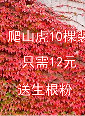 爬山虎爬藤植物四季常青红叶爬墙虎三叶户外大苗盆栽五叶地锦庭院