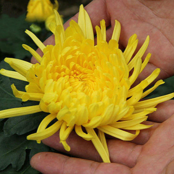 金丝皇菊种苗食用大朵菊花种植独头菊花婺源徽州黄菊花苗盆栽地栽