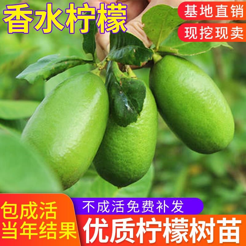 香水柠檬树盆栽室内带果四季柠檬南方种植柠檬苗树苗当年结果包邮