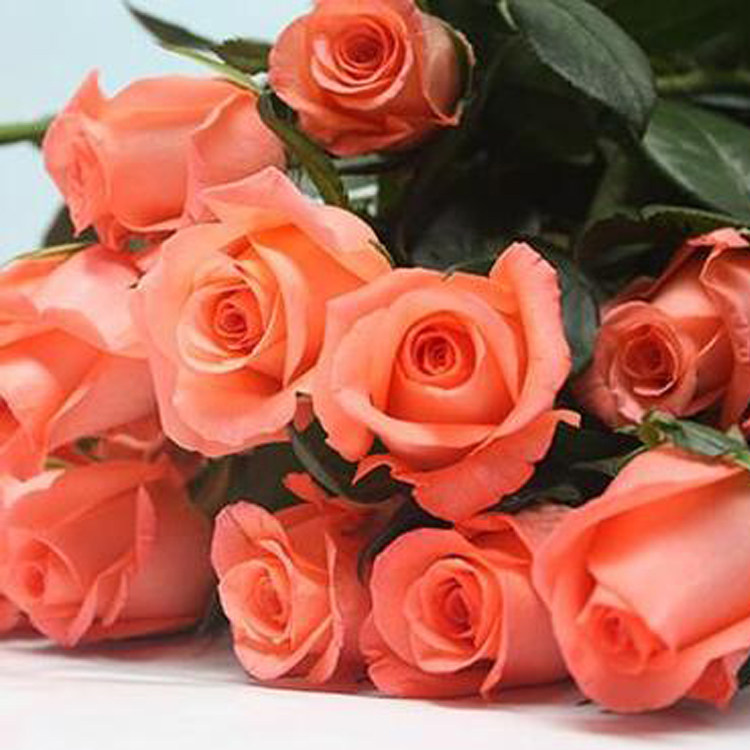 切花玫瑰小苗 影星(艳粉)开花橘红色切花月季花苗盆栽花卉