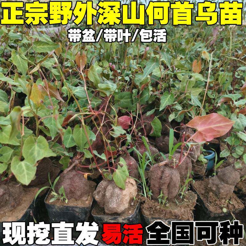野生何首乌苗盆栽小绿植爬