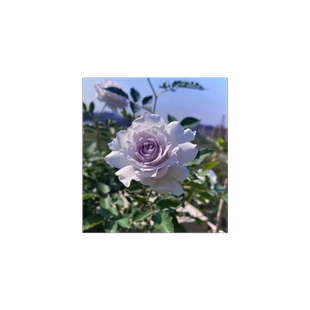 加百列大天使玫瑰浓香花卉丰花灌木阳台蔷薇月季花苗浓香