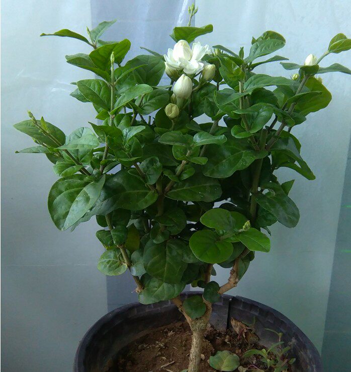 菊花大花型 重瓣菊花茉莉王 茉莉花苗 菊花茉莉 盆栽花卉包邮