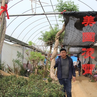 美国凌霄花苗爬藤植物花树苗老桩炮仗花北方庭院耐寒攀援爬墙花卉