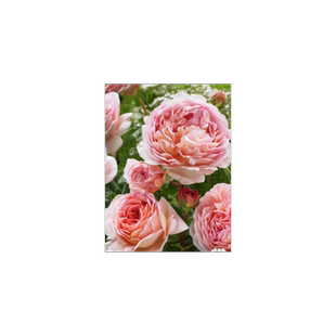 亚伯拉罕达比月季花苗爬藤特大花浓香开花藤本蔷薇盆栽玫瑰