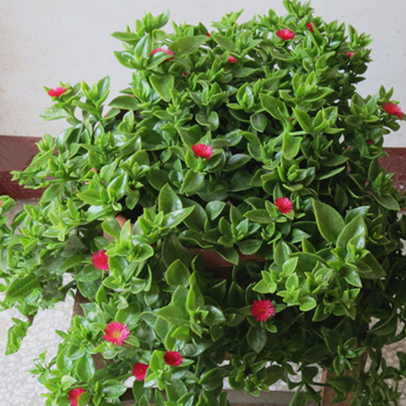 心叶冰花 露草 花蔓草 牡丹吊兰 羊角吊兰多肉植物百科图片 培育种植 饲养繁殖 Sbike 心叶冰花 露草 花蔓草 牡丹吊兰 羊角吊兰多肉植物百科图片 培育种植 饲养繁殖 Sbike
