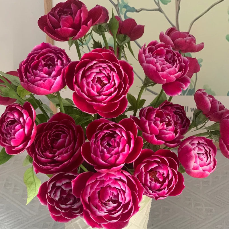 日本玛丽月季花苗盆栽阳台露台庭院特大花浓香玫瑰四季开花卉植物