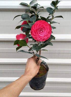 山茶花花苗盆栽赤丹室内花卉树苗