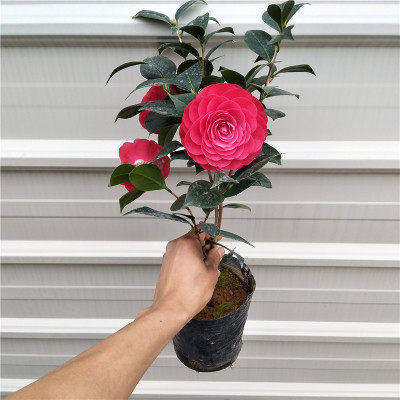 山茶花花苗盆栽赤丹室内花卉树苗