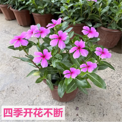 长春花苗 日日春带花苞盆栽 耐热耐旱五叶梅花苗